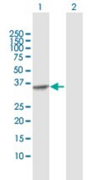 Anti-RBKS antibody produced in rabbit