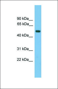 Anti-AMN, (N-terminal) antibody produced in