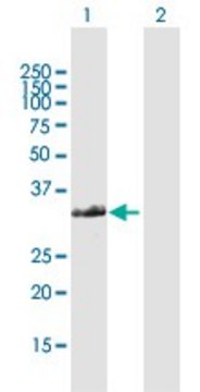 Anti-FAM64A antibody produced in rabbit