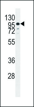 ANTI-ZNF841 (N-TERM) antibody produced in