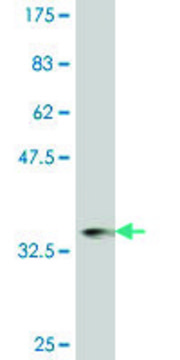 ANTI-ZIC1 antibody produced in mouse