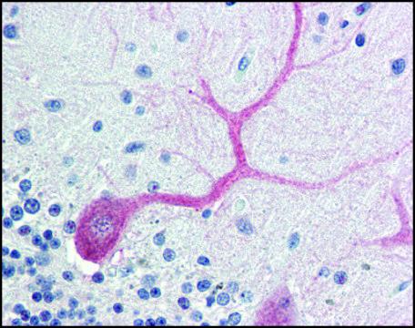 Anti-BIRC7/LIVIN antibody produced in rabbit