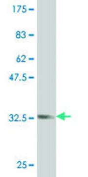 ANTI-ZIC1 antibody produced in mouse