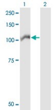 ANTI-ARHGEF1 antibody produced in mouse