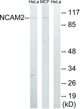 Anti-NCAM2 antibody produced in rabbit