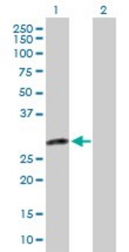Anti-DENR antibody produced in rabbit