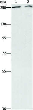 Anti-ARID1A antibody produced in rabbit