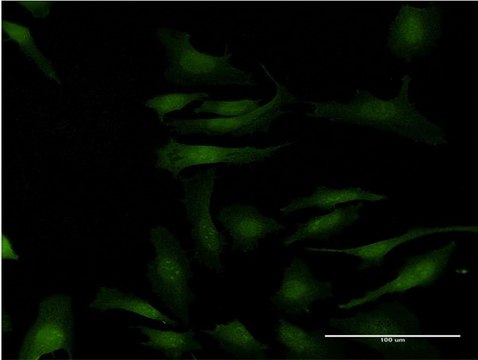 ANTI-MAPKAPK2 antibody produced in mouse