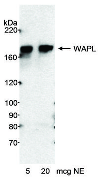 Rabbit anti-WAPL Antibody, Affinity Purified
