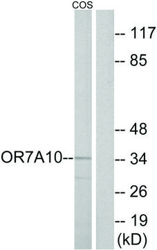 Anti-OR7A10 antibody produced in rabbit