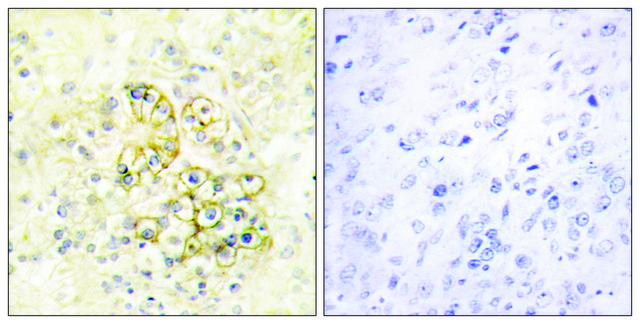 Anti-TMEPA antibody produced in rabbit