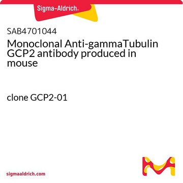 Monoclonal Anti-gammaTubulin GCP2 antibody produced