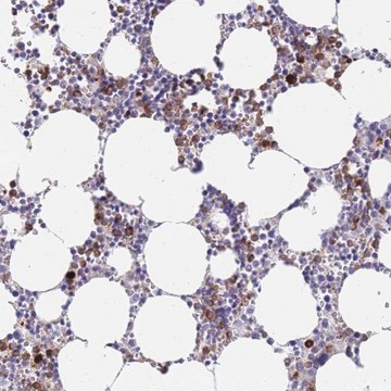 Anti-EPX antibody produced in rabbit