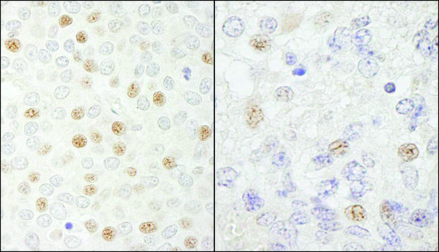 Rabbit anti-CDC20 Antibody, Affinity Purified