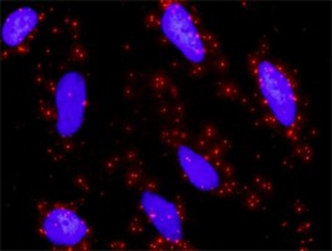 Anti-ETS1 antibody produced in rabbit