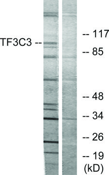 Anti-TF3C3 antibody produced in rabbit