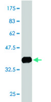 Monoclonal Anti-DLEU1 antibody produced in
