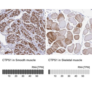 Anti-CTPS1 antibody produced in rabbit