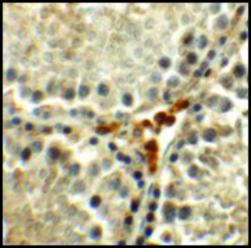 Anti-MEIG1 antibody produced in rabbit