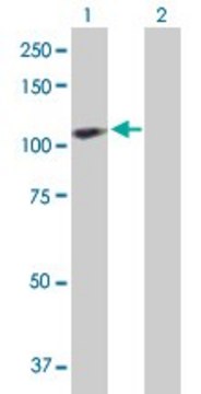 Anti-CENTB2 antibody produced in rabbit