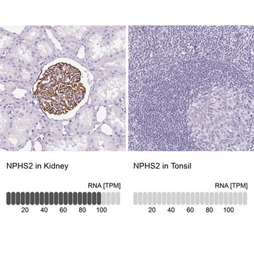 Anti-NPHS2 antibody produced in rabbit