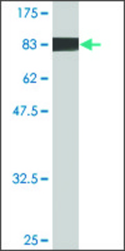 Monoclonal Anti-EHD4 antibody produced in