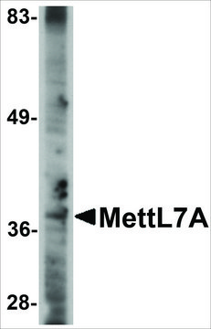 Anti-MettL7A antibody produced in rabbit