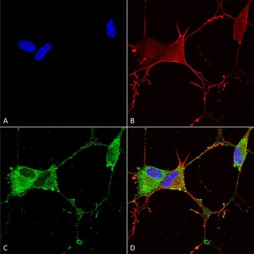 Monoclonal Anti-Ankyrin G - Apc