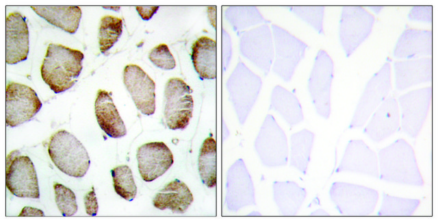 Anti-DUS2L antibody produced in rabbit