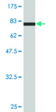 Monoclonal Anti-BCL2L13 antibody produced in