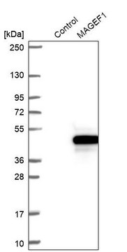Anti-MAGEF1 antibody produced in rabbit