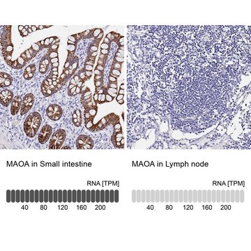 Anti-MAOA antibody produced in rabbit