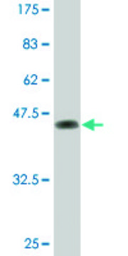 Monoclonal Anti-DUSP3 antibody produced in