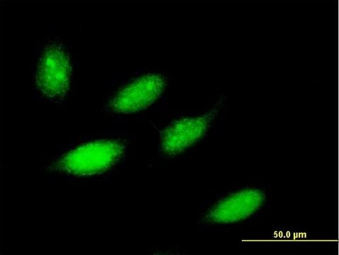 Anti-ZNF653 antibody produced in mouse