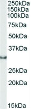 Anti-Osteopontin/SPP1 antibody produced in goat