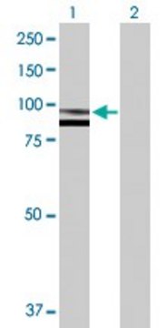 Anti-SPG7 antibody produced in rabbit