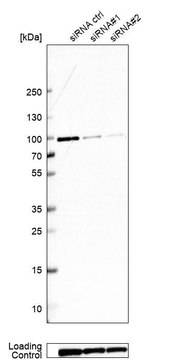 Anti-GSPT1 antibody produced in rabbit