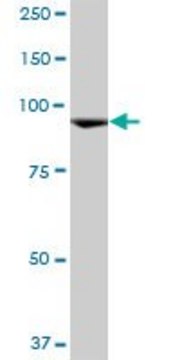 Anti-CTAGE6 antibody produced in mouse