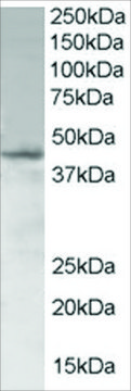 Anti-SAMSN1 antibody produced in goat
