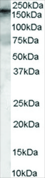 Anti-GEF5 antibody produced in goat