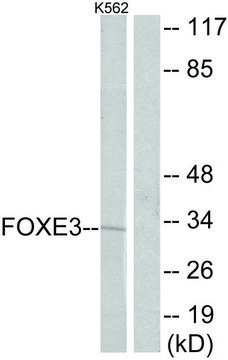 Anti-FOXE3 antibody produced in rabbit