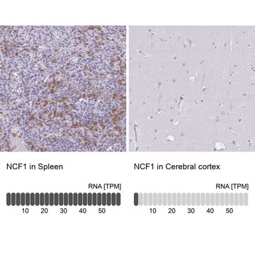 Anti-NCF1 antibody produced in rabbit