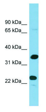 Anti-PDYN antibody produced in rabbit