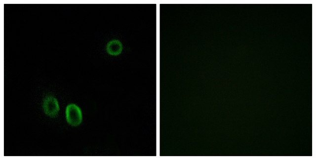 Anti-OR51E1 antibody produced in rabbit