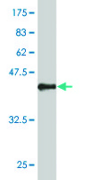 ANTI-SYN1 antibody produced in mouse
