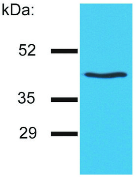 Monoclonal Anti-HLAG antibody produced in