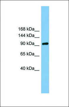 Anti-GRIPAP1, (N-terminal) antibody produced in