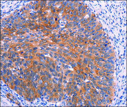 Anti-PTPN13 antibody produced in rabbit