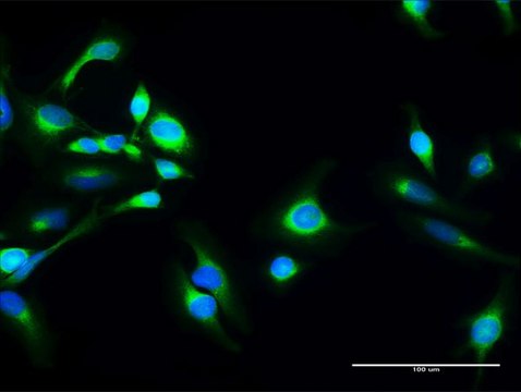 Anti-SACM1L antibody produced in rabbit