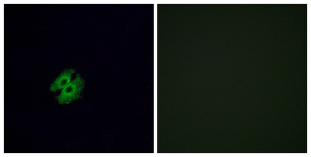Anti-OR2G2 antibody produced in rabbit
